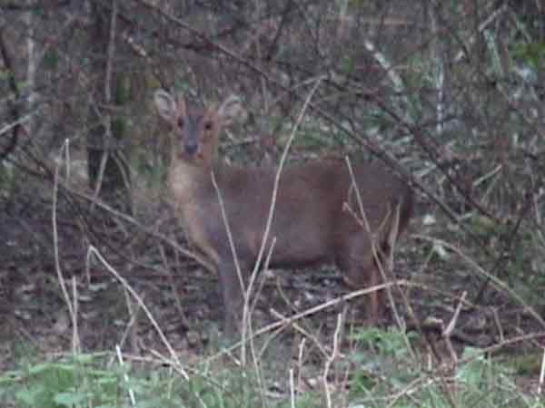 Muntjac standing in woodland