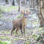 Muntjac buck standing in clearing