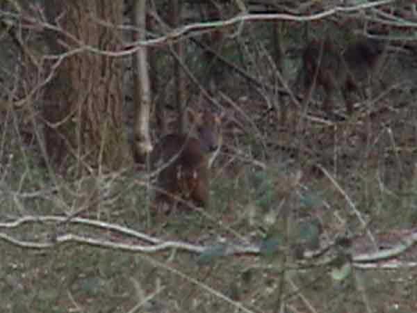 Muntjac obscured by woodland cover